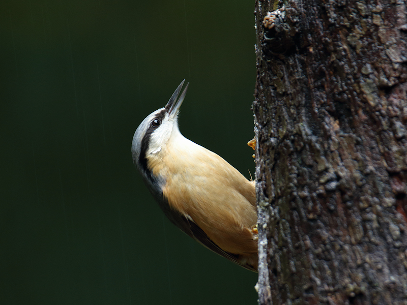 Vogels